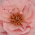 Ružičasta - Floribunda ruže - Geisha®